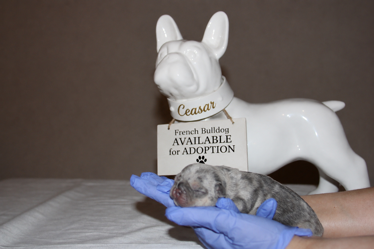 Ceasar — Merle Male French Bulldog