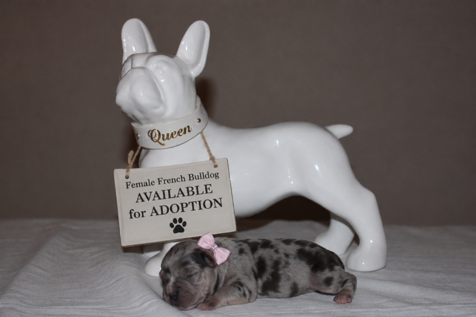 Queen — Merle Female French Bulldog
