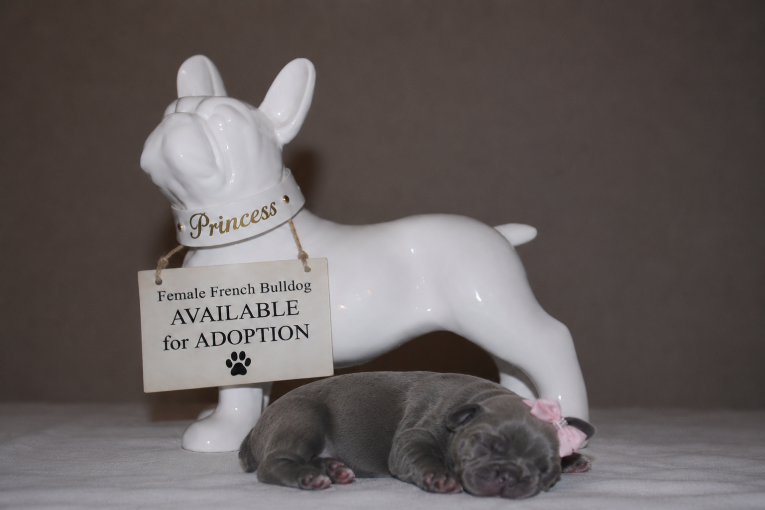 Princess — Isabella Female French Bulldog