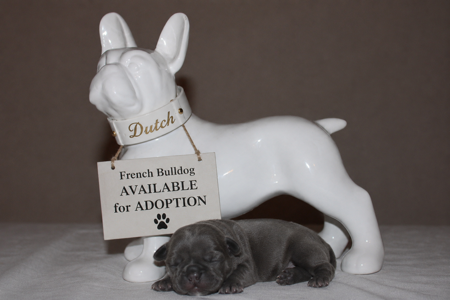 Dutch — Blue Male French Bulldog