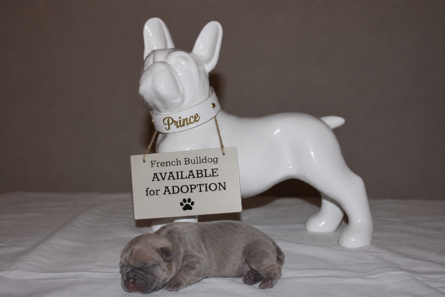 Prince — Blue Fawn Male French Bulldog