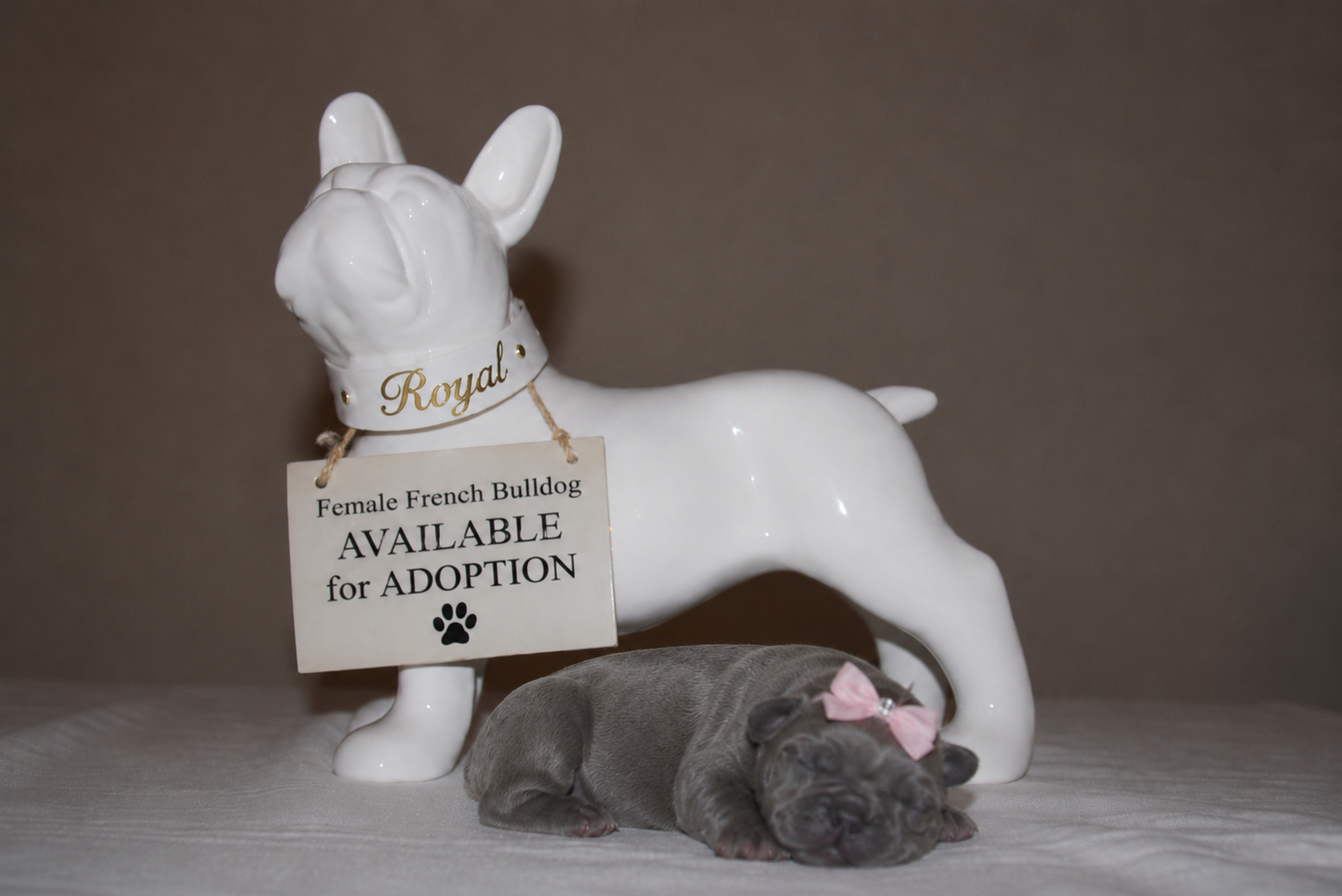 Royal — Blue Female French Bulldog