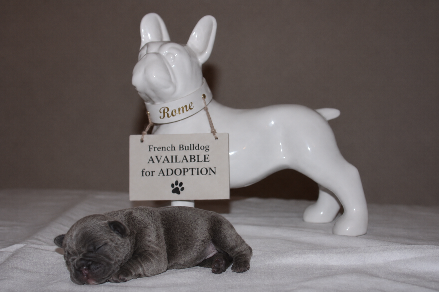 Rome — Blue Male French Bulldog