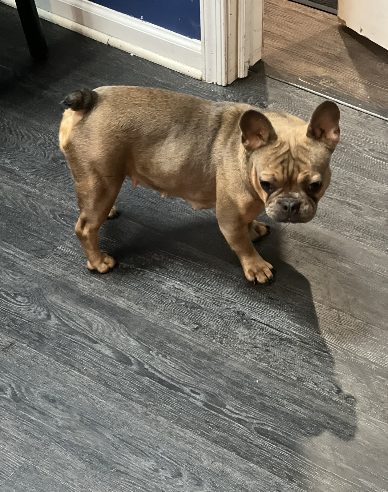 Coco-Chanel — Blue Fawn French Bulldog Mom