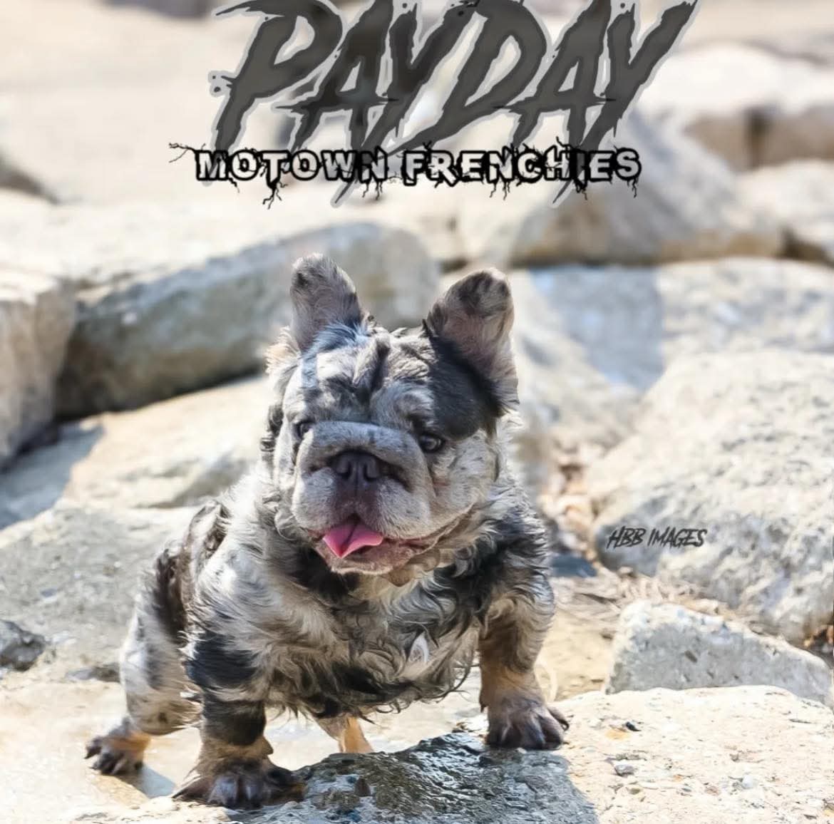 Payday — Exotic Merle French Bulldog Dad